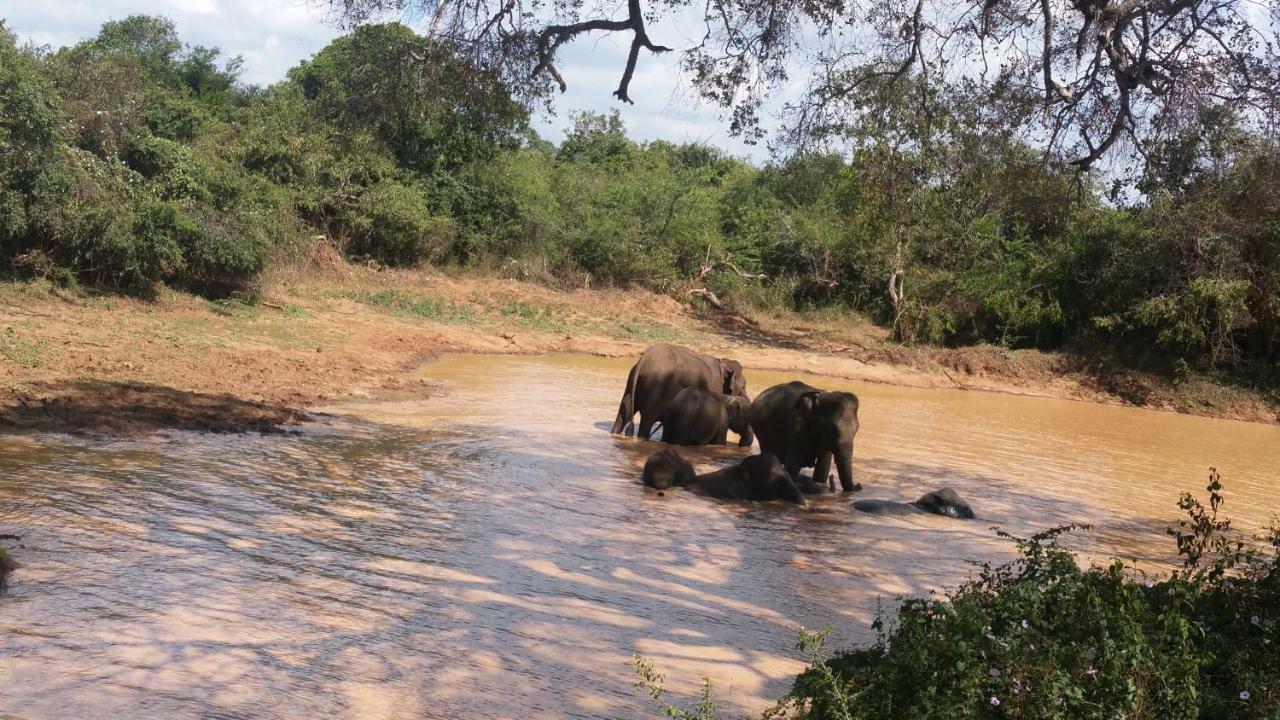 Heina Nature Resort - Eco Home And Yala Safari กตรคาม ภายนอก รูปภาพ