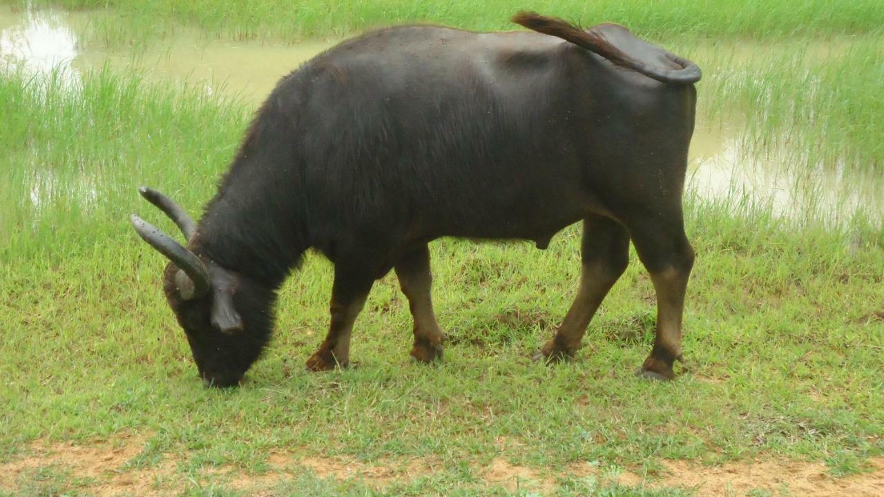 Heina Nature Resort - Eco Home And Yala Safari กตรคาม ภายนอก รูปภาพ