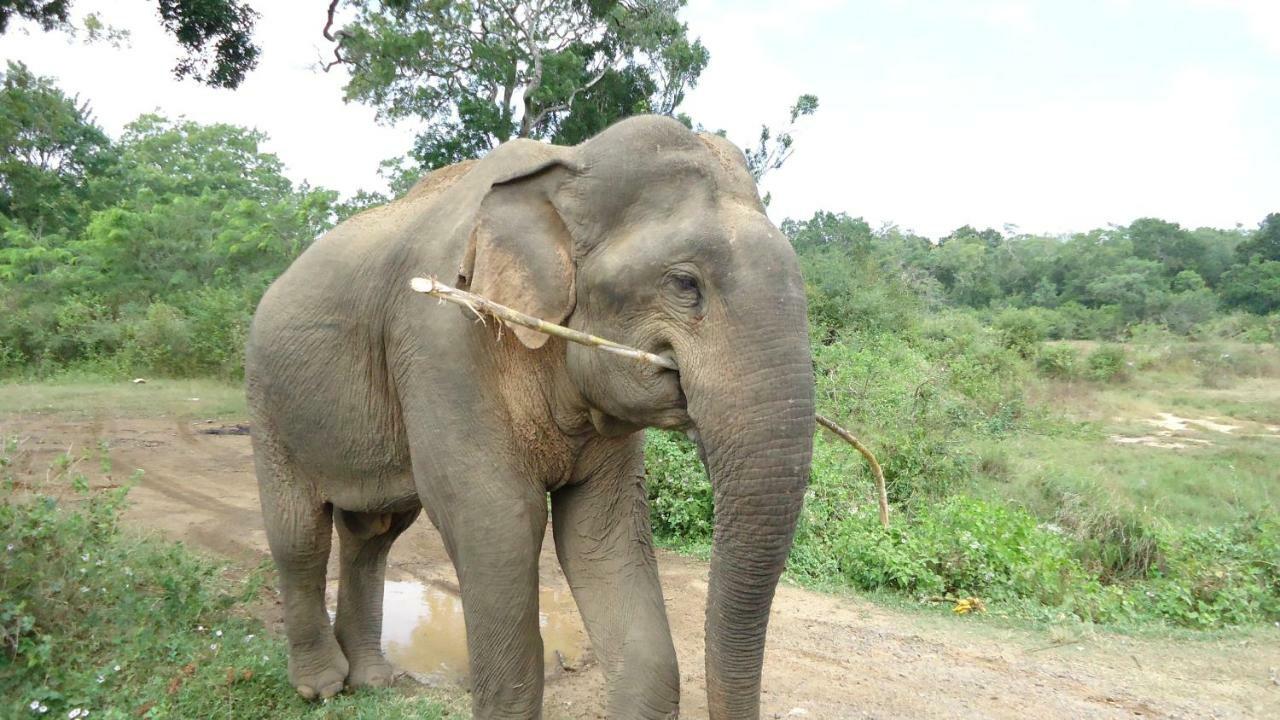 Heina Nature Resort - Eco Home And Yala Safari กตรคาม ภายนอก รูปภาพ