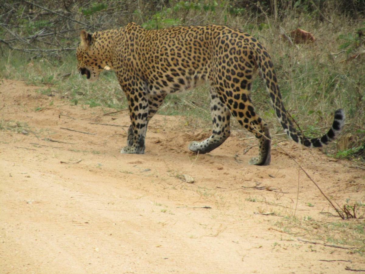 Heina Nature Resort - Eco Home And Yala Safari กตรคาม ภายนอก รูปภาพ